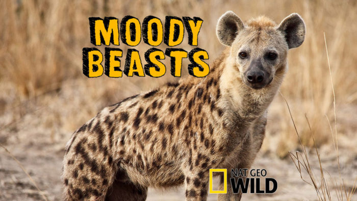 Moody Beasts
